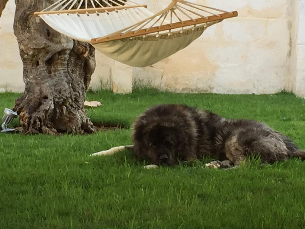 Masseria Torre Del Diamante Torre Canne Eksteriør bilde